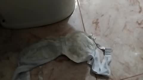 Snapshot of dthedog12 chatting on 09/24/25, 12:52 dthedog12 online show from 09/24/25, 12:52