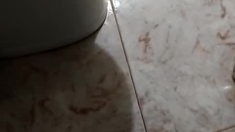 Snapshot of dthedog12 chatting on 10/30/25, 09:48 dthedog12 online show from 10/30/25, 09:48