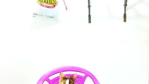 Diana online show from 12/02/24, 12:40