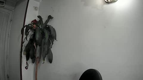 evacollins12 online show from 12/22/24, 02:28