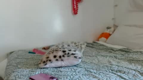 Snapshot of eveexxclusive chatting on 10/17/25, 08:33 eveexxclusive online show from 10/17/25, 08:33