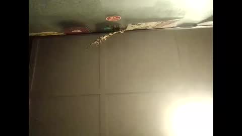 Warwick online show from 10/11/25, 09:08