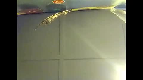 Warwick online show from 10/18/25, 07:53