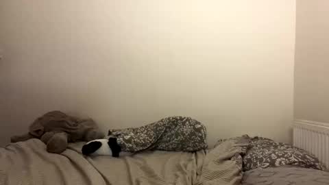 Snapshot of ghostpetal chatting on 10/29/25, 07:26 ghostpetal online show from 10/29/25, 07:26