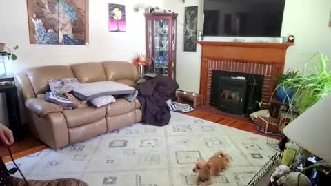 Snapshot of goodgirlcelestecat chatting on 10/03/25, 03:31 goodgirlcelestecat online show from 10/03/25, 03:31