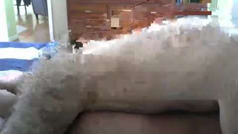 Snapshot of grsmnky65 chatting on 12/14/25, 05:29 grsmnky65 online show from 12/14/25, 05:29