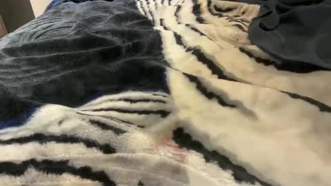 gumbywanna online show from 10/24/25, 03:25