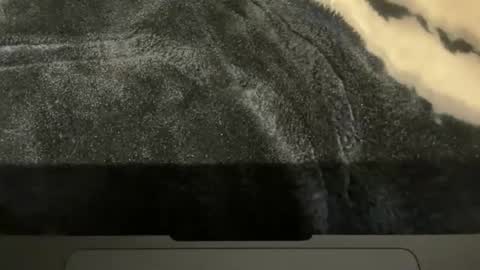 gumbywanna online show from 11/16/25, 02:00