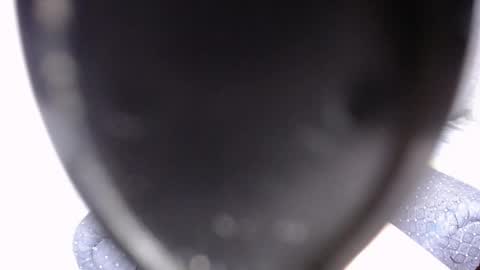hadiidsex_moss online show from 01/04/25, 11:48