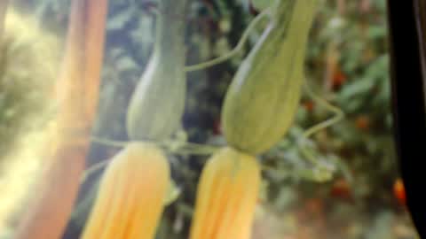 Snapshot of helvella chatting on 06/08/26, 08:09 Helvell online show from 06/08/26, 08:09