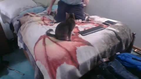 Snapshot of homer4038 chatting on 10/04/25, 12:41 Sebastians Mess online show from 10/04/25, 12:41