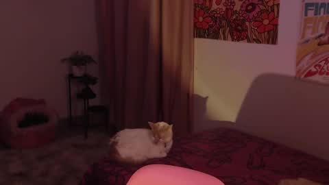    online show from 12/18/24, 11:30