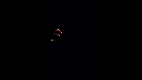 hungitalian40 online show from 01/16/26, 07:23