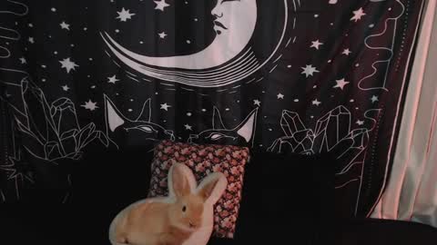 Snapshot of isabella__dark chatting on 01/07/25, 10:41    online show from 01/07/25, 10:41