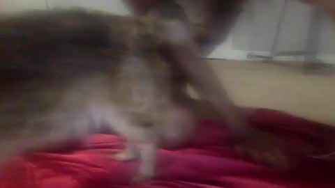 iysisfv online show from 09/26/25, 02:04