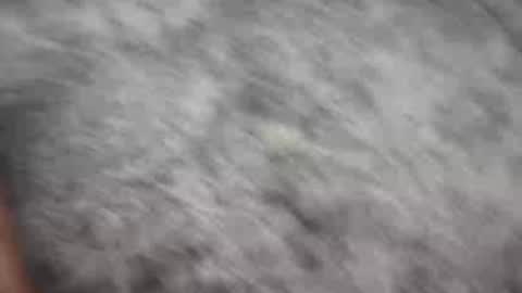 Snapshot of johnnyfitt chatting on 12/21/24, 01:58 Johnny online show from 12/21/24, 01:58