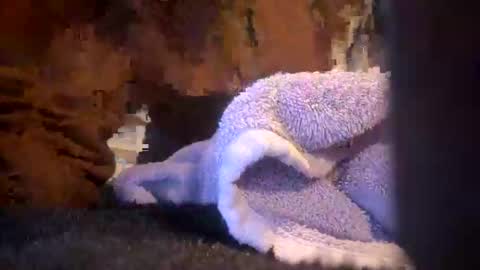 Snapshot of juish5521 chatting on 03/06/25, 10:09 Juish5521 online show from 03/06/25, 10:09