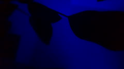 Snapshot of karla_gonzaless chatting on 11/14/25, 03:05 Karla Gonzaless online show from 11/14/25, 03:05