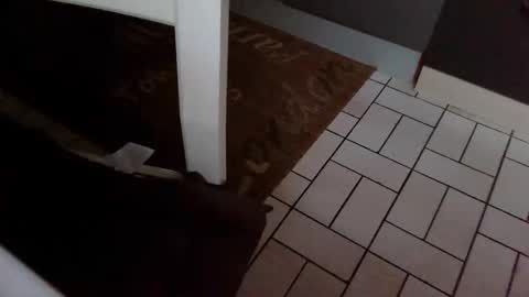 Snapshot of karlodi chatting on 10/31/25, 07:42 Kev online show from 10/31/25, 07:42