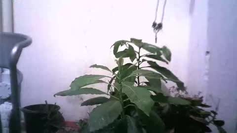 keny06 online show from 12/31/24, 04:49