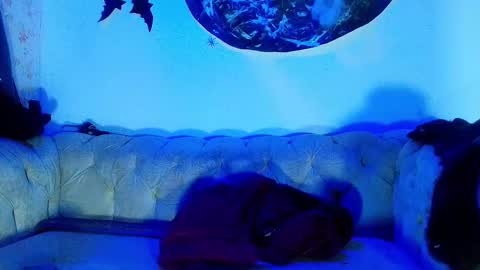 kira online show from 10/23/25, 11:53