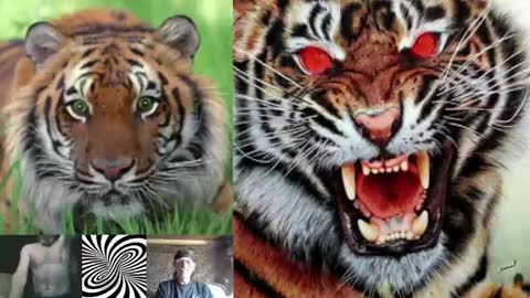 kodiakpm1 online show from 12/03/24, 08:38