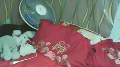 LadyXSnakes online show from 01/11/25, 03:31