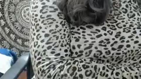 LAILA online show from 07/14/26, 12:33
