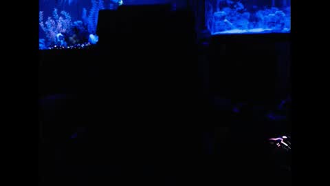 latinlover513 online show from 02/02/25, 06:58
