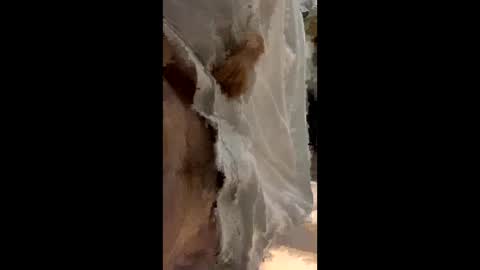 lemonsssonly online show from 09/12/25, 12:33