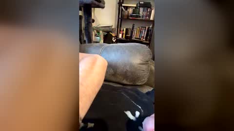 longhairhunky online show from 03/07/26, 11:35