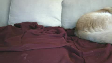 Snapshot of lowhangingfruit93 chatting on 01/26/25, 03:48 lowhangingfruit93 online show from 01/26/25, 03:48