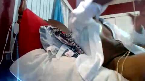 Snapshot of marrieddlbottomhungdltop chatting on 10/18/25, 06:58 Reparations for the departed online show from 10/18/25, 06:58