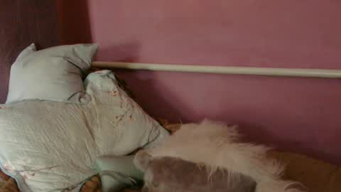 Oltereodora-lima online show from 06/27/26, 12:22