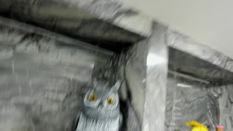 Danika online show from 10/01/25, 11:05