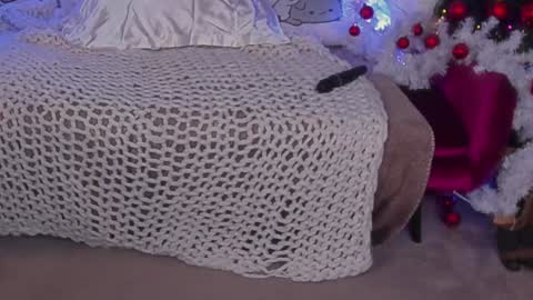 Rosa online show from 12/24/24, 10:01
