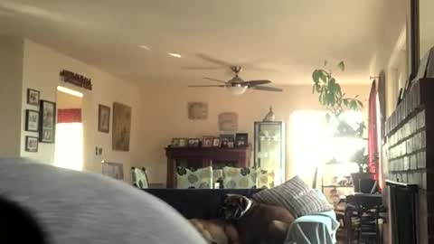 Snapshot of monkeedance chatting on 12/11/24, 08:07 Monkee Dance online show from 12/11/24, 08:07