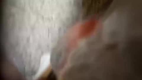 Snapshot of moos1 chatting on 09/25/25, 12:25 moos1 online show from 09/25/25, 12:25