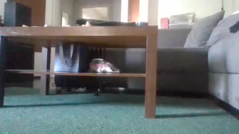 Nikola online show from 05/11/26, 08:53