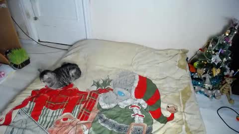 Snapshot of muse_online chatting on 12/30/24, 08:15 Muse Ali online show from 12/30/24, 08:15