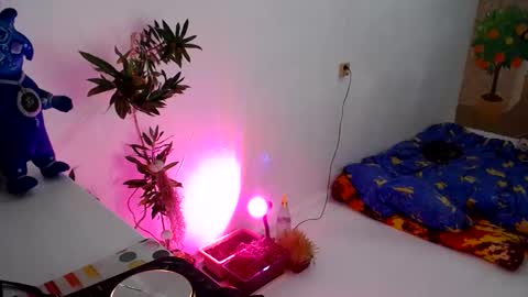 Snapshot of muse_online chatting on 12/31/24, 05:18 Muse Ali online show from 12/31/24, 05:18