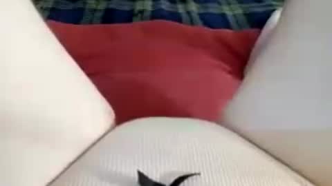 Kitty online show from 06/27/26, 11:48