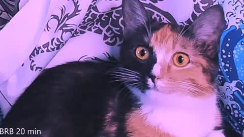 Snapshot of nanitamoore chatting on 01/23/25, 11:36 Monday-Friday 12-4 AM and 6-9 AM New York time online show from 01/23/25, 11:36