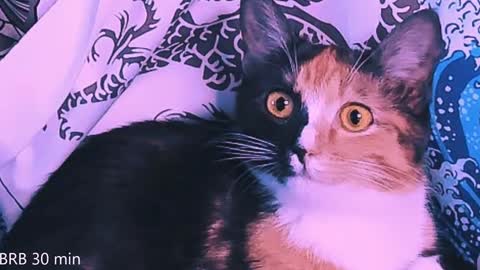 Snapshot of nanitamoore chatting on 02/02/25, 11:11 Monday-Friday 12-4 AM and 6-9 AM New York time online show from 02/02/25, 11:11