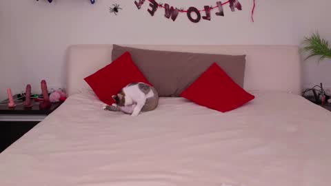 Belle online show from 11/03/25, 01:08