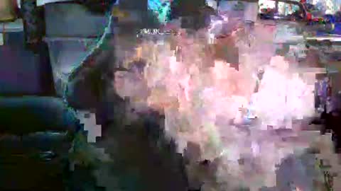 nick stavrou online show from 12/19/25, 04:19