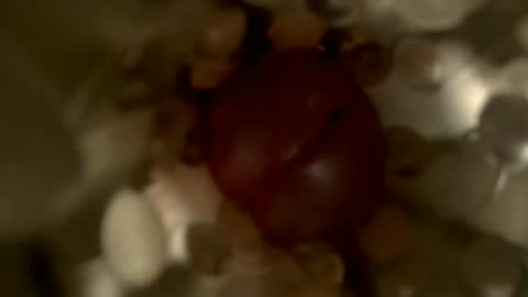 Snapshot of nocturnusfuz chatting on 01/30/25, 02:47 nocturnusfuz online show from 01/30/25, 02:47