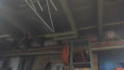 Snapshot of paulstetson chatting on 12/26/24, 03:53 paulstetson online show from 12/26/24, 03:53