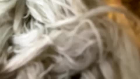 Poonshiner online show from 12/03/24, 07:44