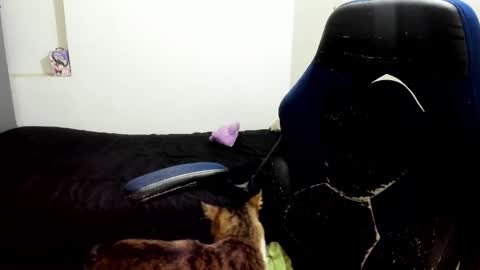 weedcandy ig y twitter xpink dustt online show from 10/14/25, 02:23